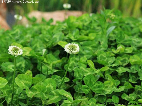 白三葉草種子發芽溫度要求.jpg