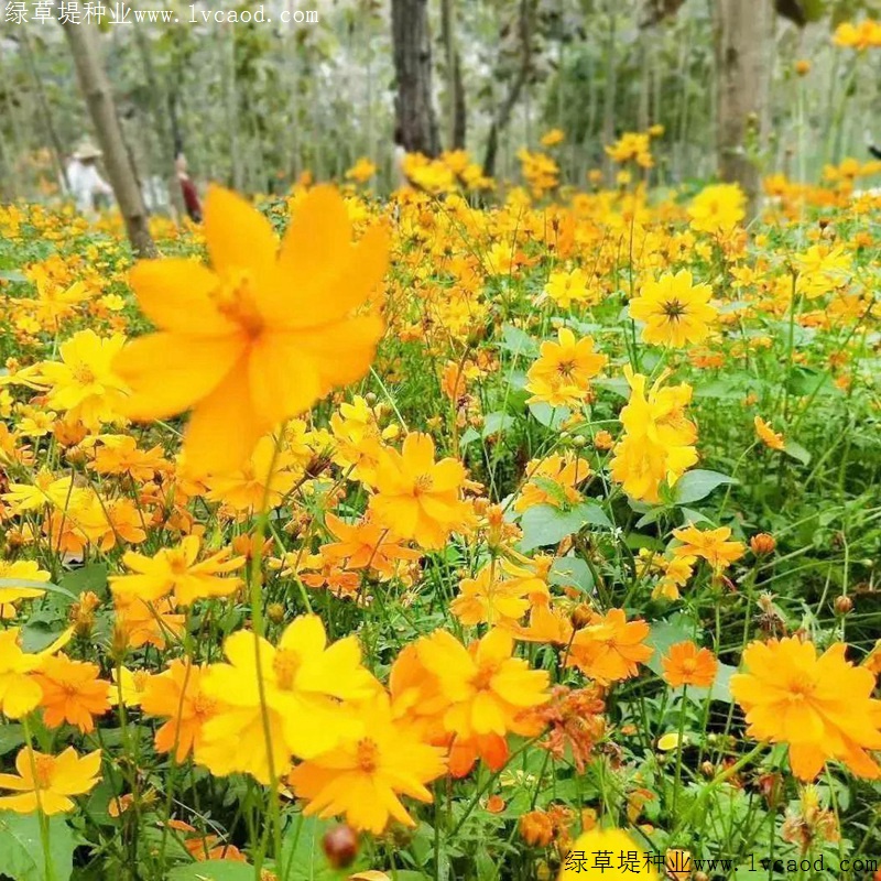 硫化菊