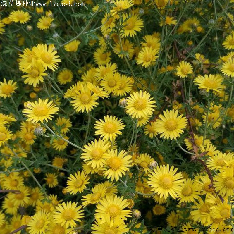 野菊花