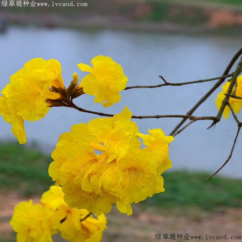 風鈴花