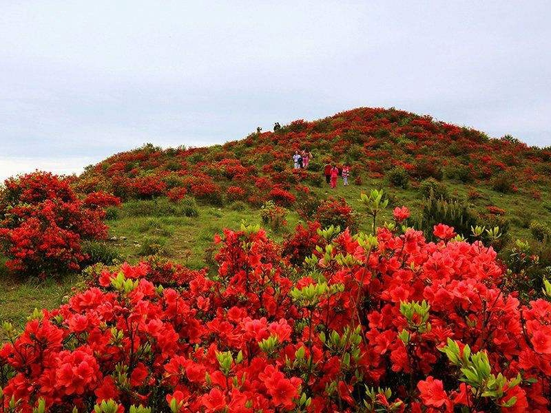 杜鵑花