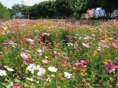 進(jìn)口野花組合種子播種幾天發(fā)芽多久開花？