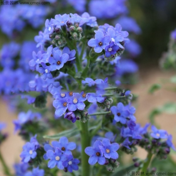 南非牛舌草種子發(fā)芽出苗開花圖片