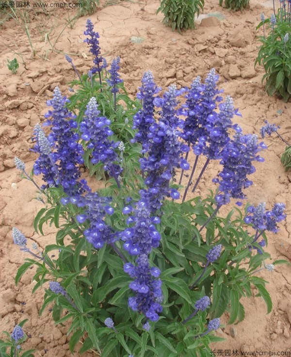 鼠尾草種子發芽出苗開花圖片