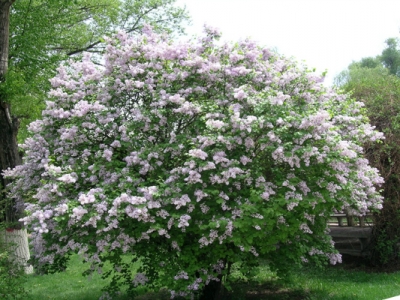 丁香花苗什么時候移栽？