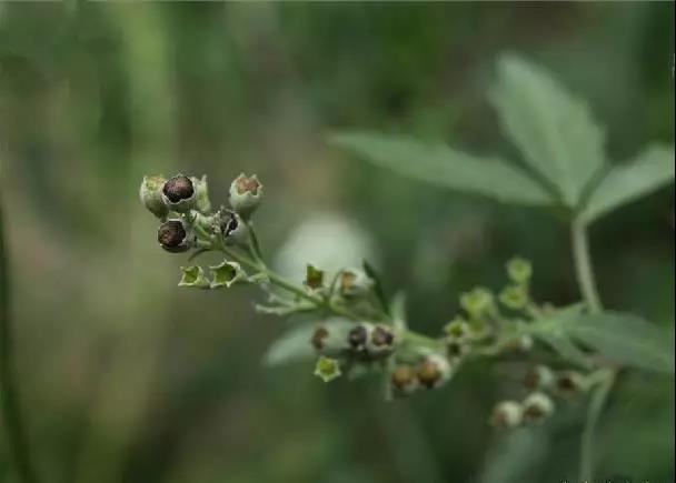 荊條形態特征以及基本經濟價值