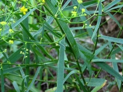 柴胡種子幾天發(fā)芽？