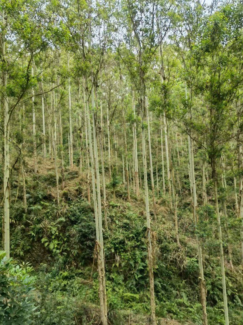 桉樹林速生抗風(fēng)桉樹