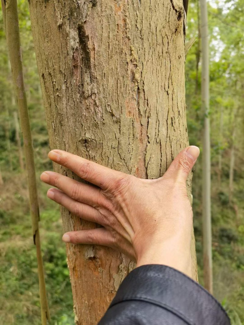 桉樹林速生抗風(fēng)桉樹