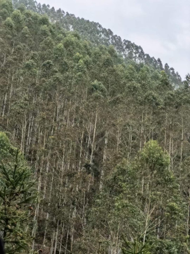 桉樹林速生抗風(fēng)桉樹