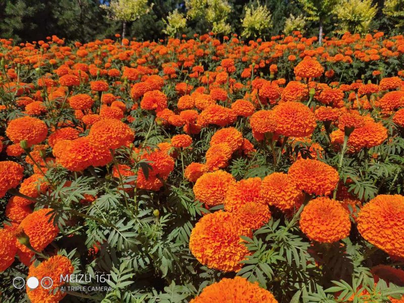 橙色萬壽菊花朵花海