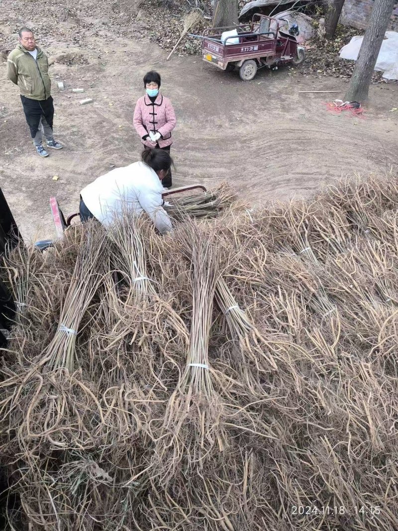 紫穗槐小苗裝車現場