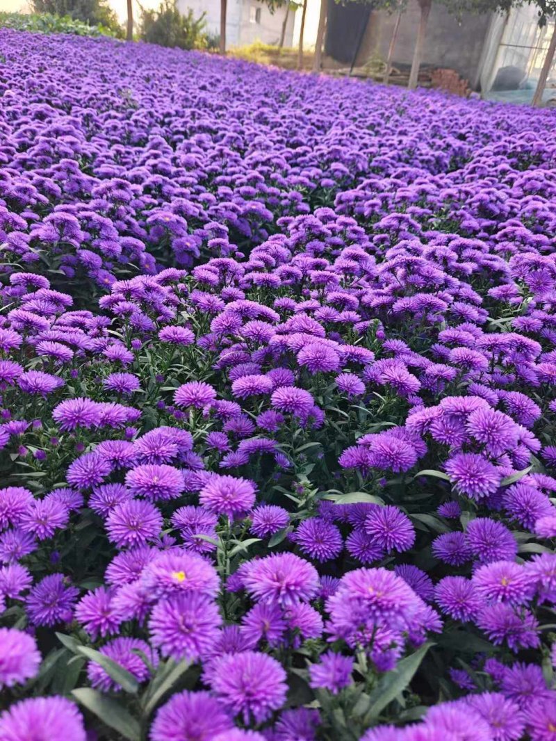 紫苑盆栽開(kāi)花圖片秋季菊類(lèi)紫色