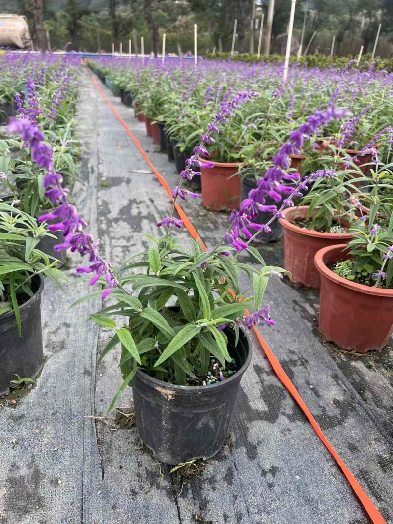 鼠尾草盆栽容器苗開花時期