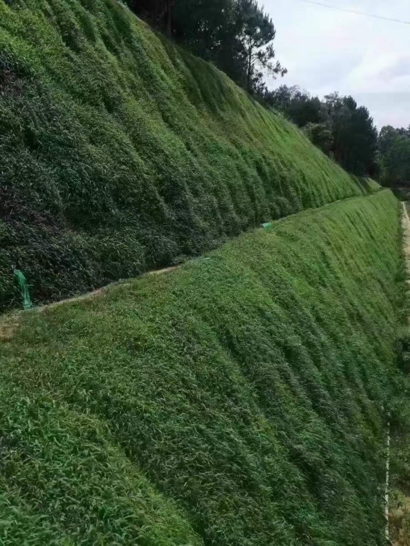 邊坡綠化防止水土流失