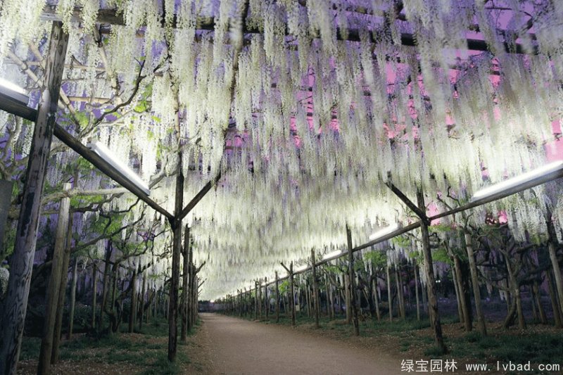 白色紫藤安了寺日系白花紫藤花