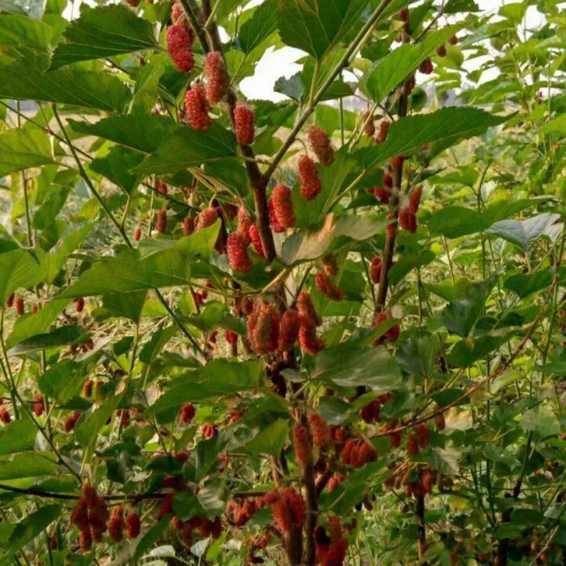 桑樹(shù)苗小苗