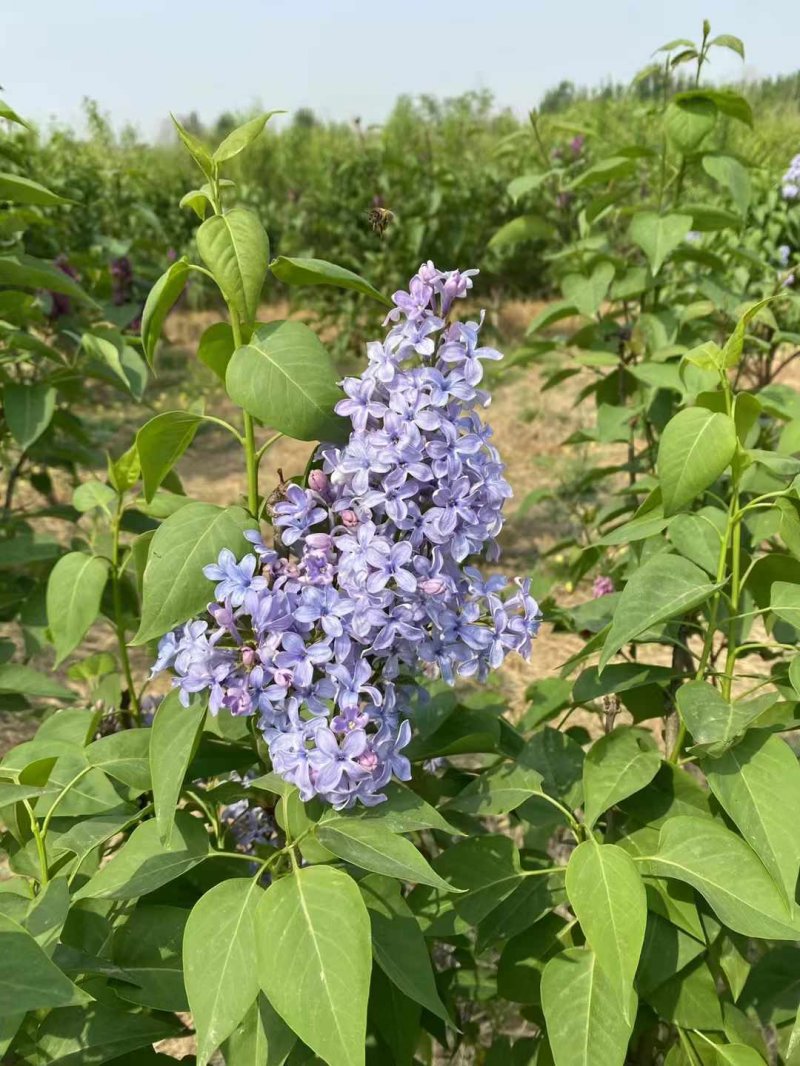 丁香樹開花花朵