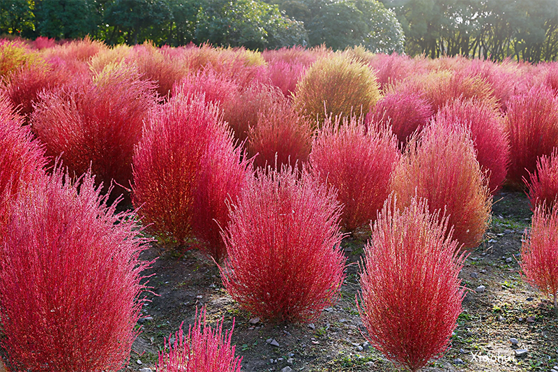 紅葉地膚植株圖片