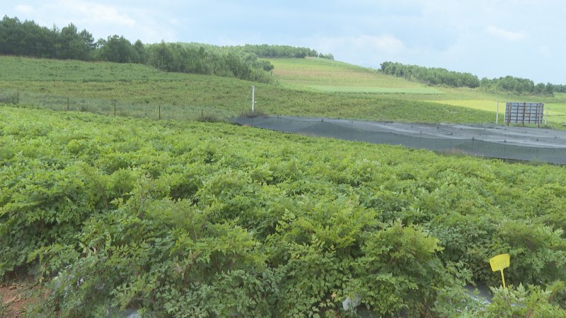 中藥材當歸植株田地藥田