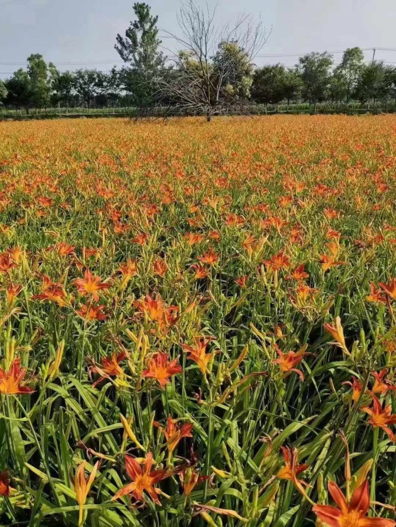 大花萱草