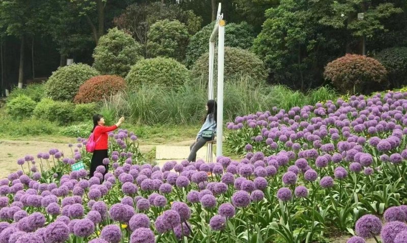 大花蔥春季盛開花海