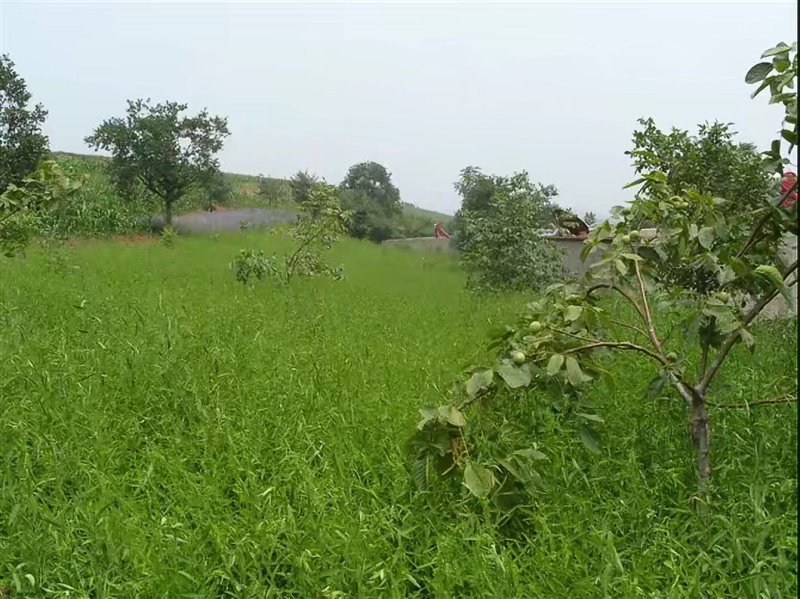 中藥材柴胡種植植株葉子桿徑