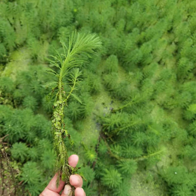 狐尾藻沉水植物水生植物