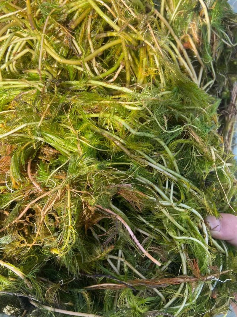 狐尾藻沉水植物水生植物