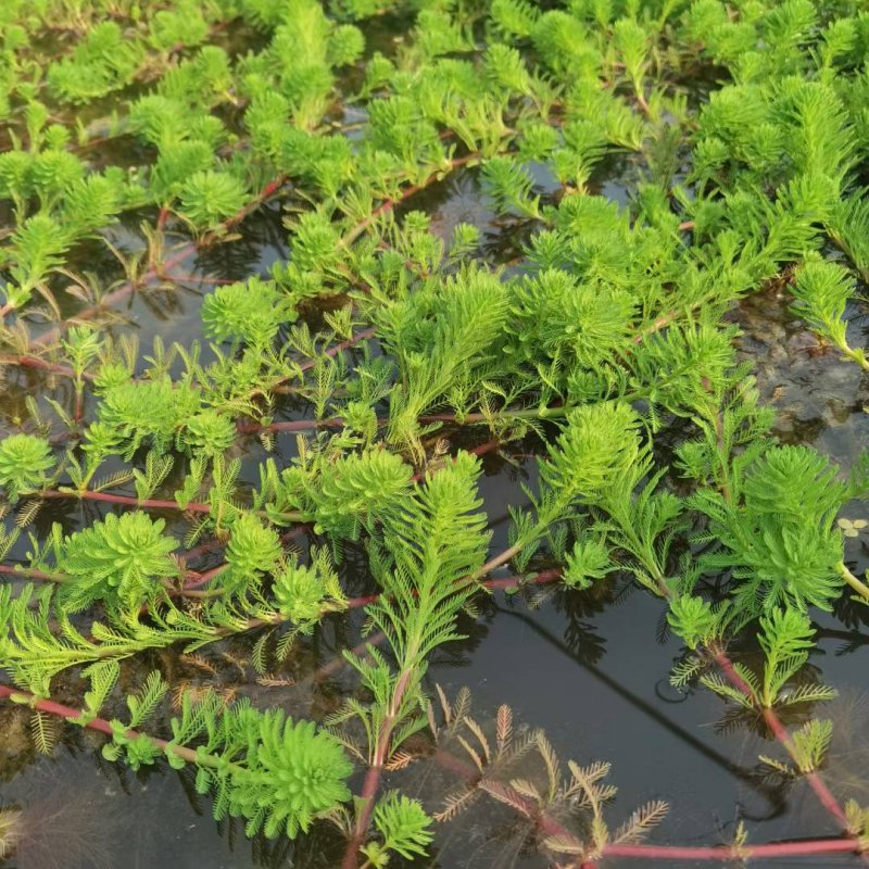 狐尾藻沉水植物水生植物