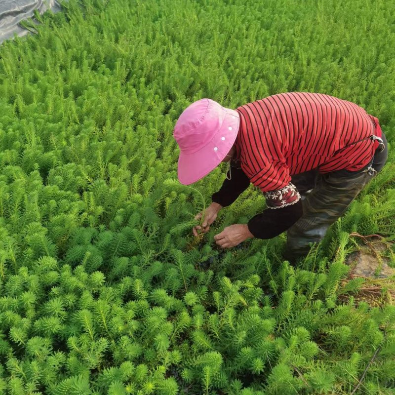 狐尾藻沉水植物水生植物