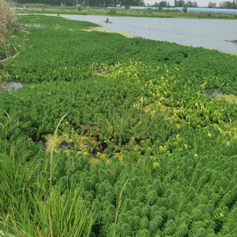 狐尾藻沉水植物水生植物