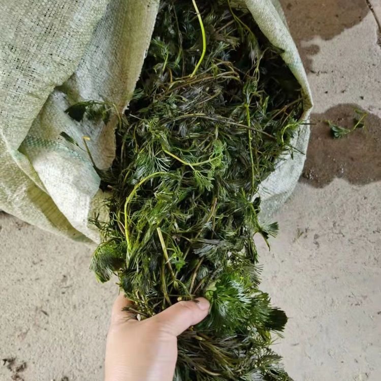 金魚(yú)藻