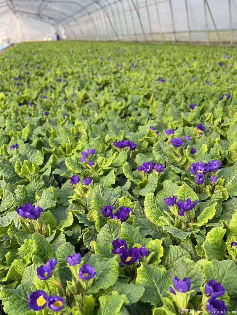 報(bào)春花盆栽杯苗容器苗種植基地