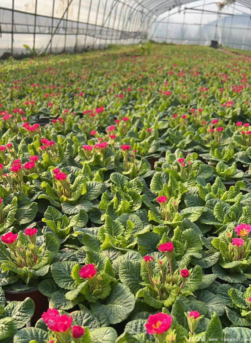 報(bào)春花盆栽杯苗容器苗種植基地