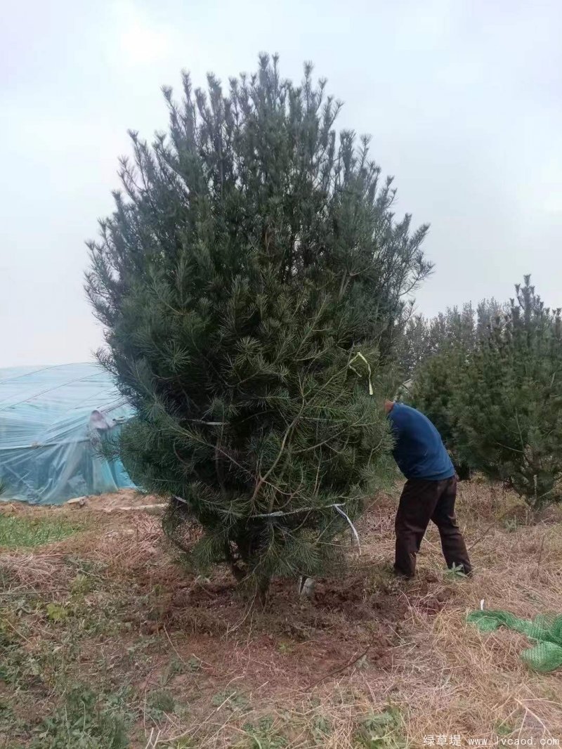 白皮松圖片白皮松基地實拍