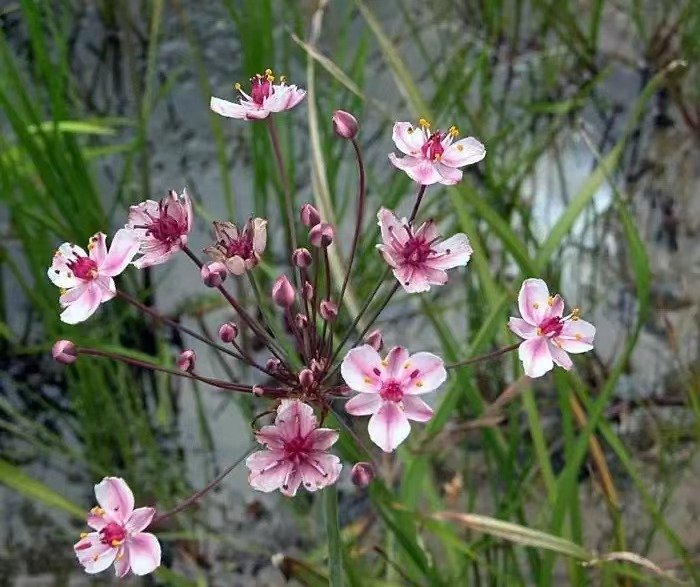 花藺苗杯苗