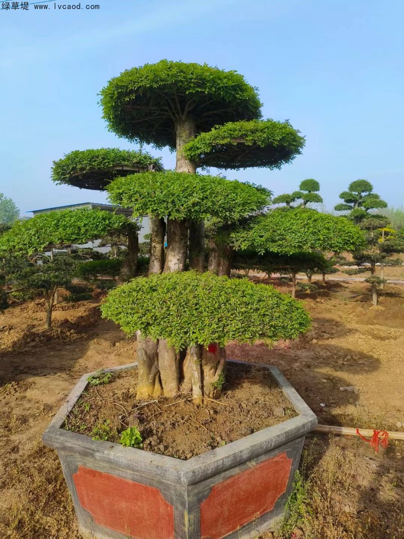 對節白蠟盆景樹樁造型樹