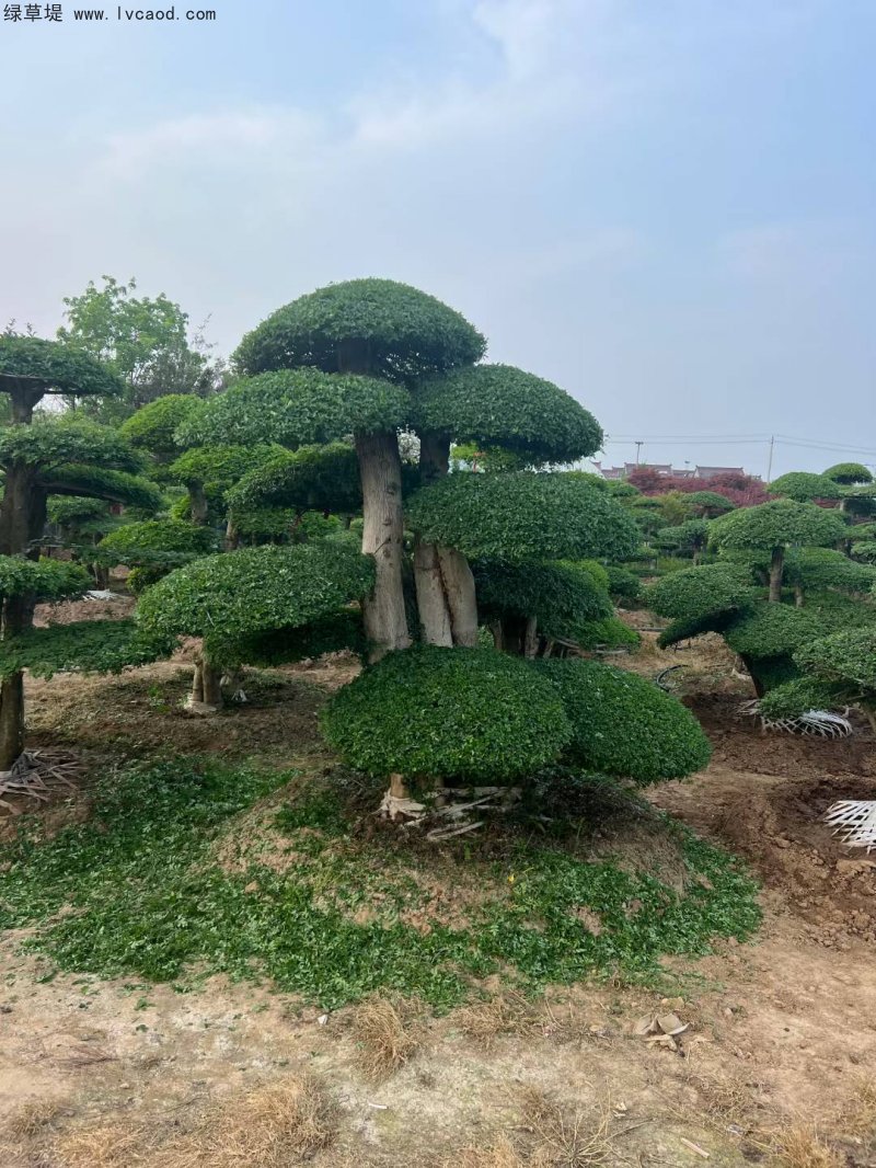 對節白蠟盆景樹樁造型樹