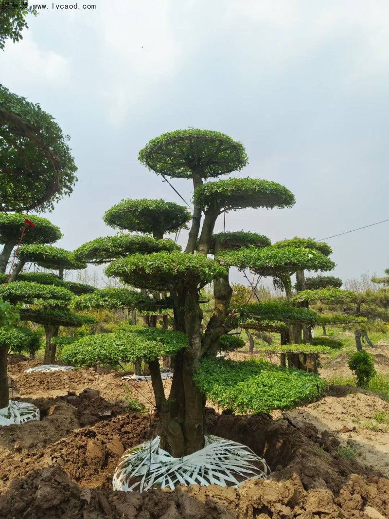 對節白蠟盆景樹樁造型樹