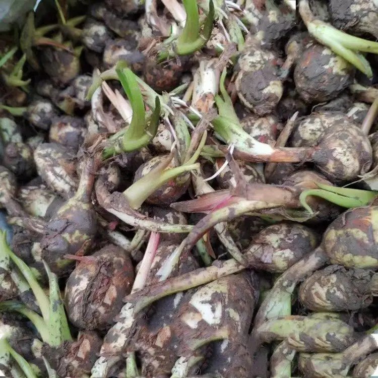 茨菇苗