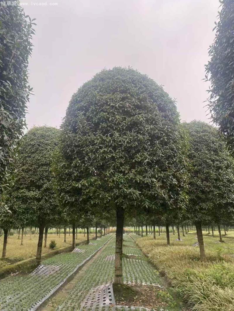 桂花樹圖片桂花樹基地實拍