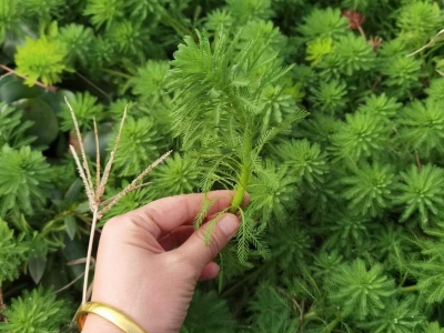 狐尾藻沉水植物水生植物