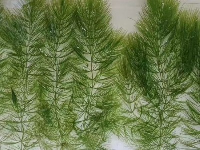 金魚藻水生植物沉水植物水草