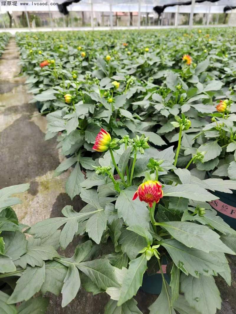 大麗花葉子葉片未開(kāi)花狀態(tài)